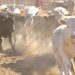 Tamaulipas afectado por  Gusano Barrenador