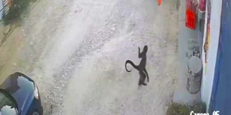 ´´MONO ARAÑA´´ ATACA A MUJER EN CHIAPAS