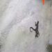 ´´MONO ARAÑA´´ ATACA A MUJER EN CHIAPAS