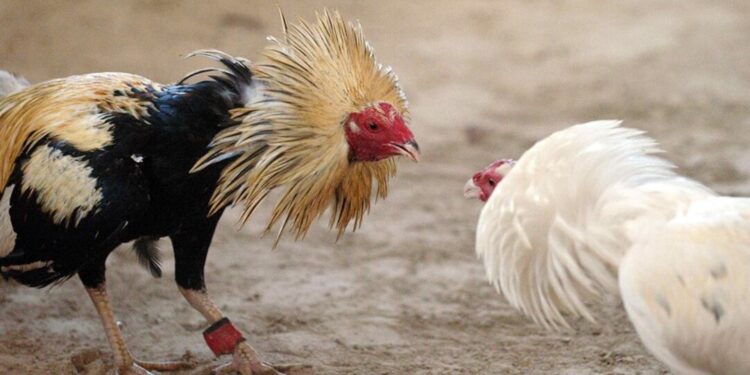 Cancelan peleas de gallos, carreras de caballos y jaripeos