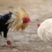 Cancelan peleas de gallos, carreras de caballos y jaripeos