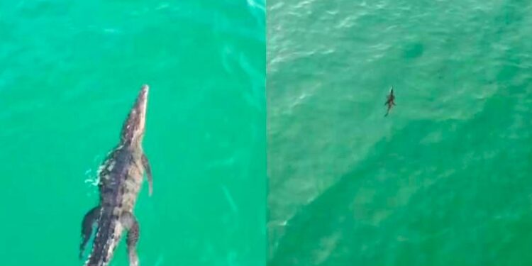 CAUSA PÁNICO COCODRILO EN PLAYA DE JALISCO