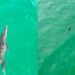 CAUSA PÁNICO COCODRILO EN PLAYA DE JALISCO