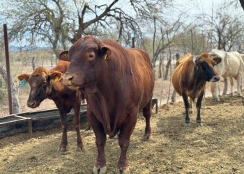 Avanza proceso de certificación nivel 1 del programa de Tuberculosis Bovina en Sonora: Sagarhpa
