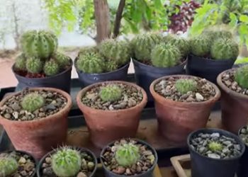 EL H. AYUNTAMIENTO DE CAJEME INVITA A LA EXPO CACTÁCEAS