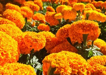 Cempasúchil: símbolo ancestral que guía a las almas en el Día de Muertos