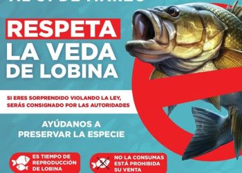 AYUNTAMIENTO DE CAJEME INFORMA SOBRE LA VEDA DE LOBINA