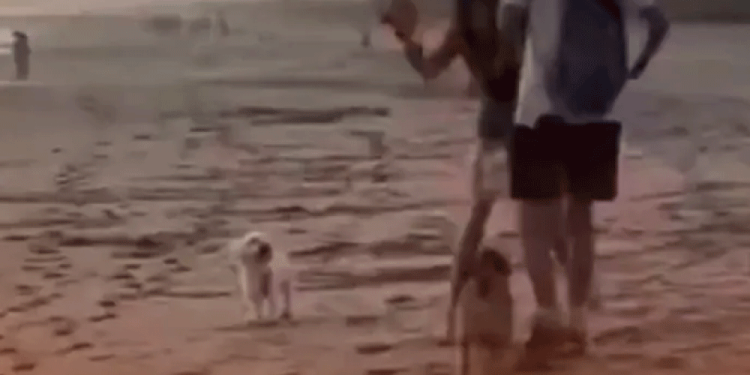 Unión Europea se solidariza con México ante imposición de aranceles de Trump