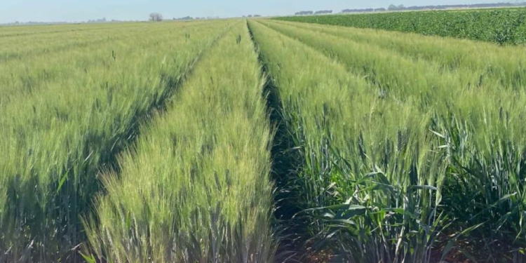 Habitantes de Cajeme pueden concluir sus estudios de manera gratuita