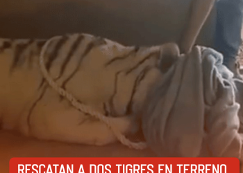 Colapso del techo de la discoteca Jet Set; actuaba Rubby Pérez