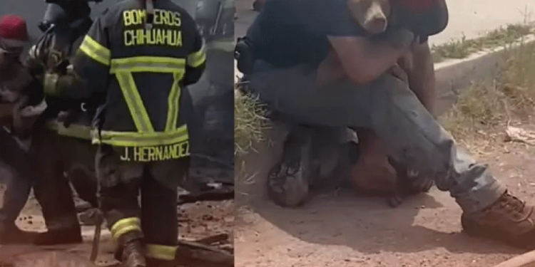 Músicos de regional mexicano enfrentan nuevas preguntas sobre narcocorridos en trámites de visa