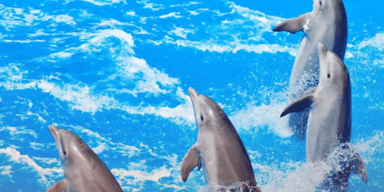 Estas son las severas acusaciones de maltrato animal de AimeP3