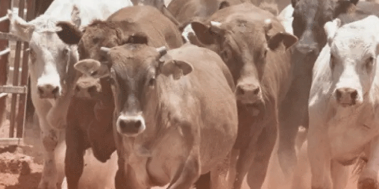 Disculpas y pagar 97 mil pesos, con ello Lady Racista evitó la cárcel