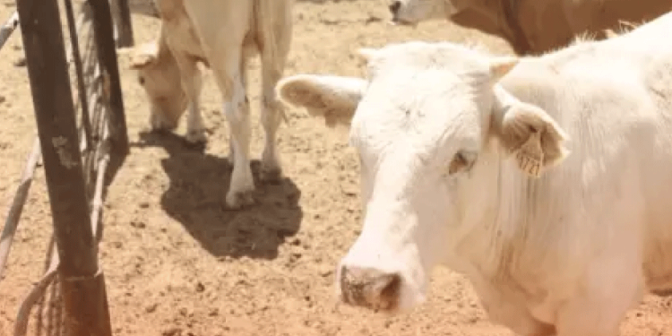 Ninel Conde confirma que pidió su salida de La Casa de los Famosos México