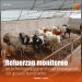 Vigilancia activa evita nuevos casos de gusano barrenador en frontera