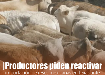 Urge reanudar importaciones de reses mexicanas en Texas