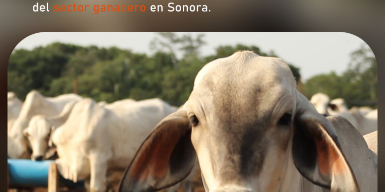 El expresidente canceló una segunda ola de ataques tras la liberación de presos y un acuerdo petrolero. SECCIÓN: INTERNACIONAL