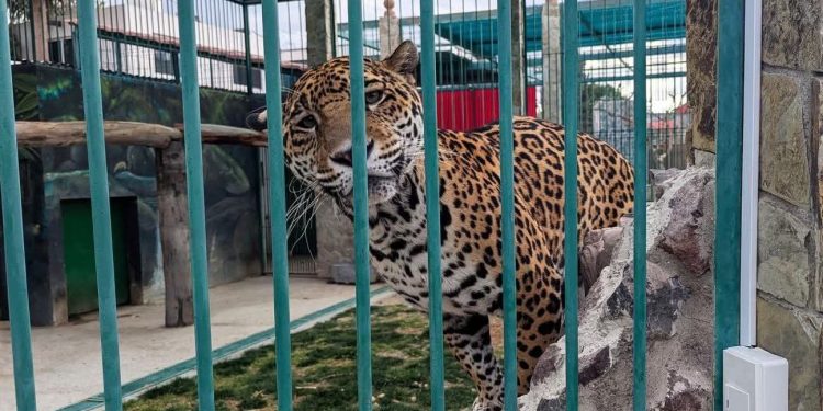 BBVA México regalará licencias de ChatGPT Go a sus 34 millones de clientes