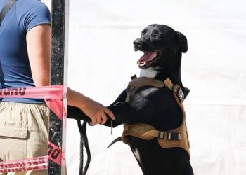 BRIGADA DE ESTERILIZACIÓN EN LA PLAZA ÁLVARO OBREGÓN