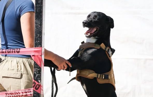 BRIGADA DE ESTERILIZACIÓN EN LA PLAZA ÁLVARO OBREGÓN