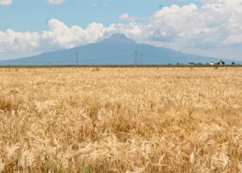 Germán Valenzuela alerta sobre posible caída en la producción de trigo en México