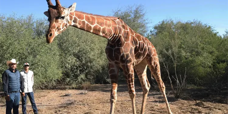 Centro Ecológico de Sonora informa horarios para visitar a su jirafa