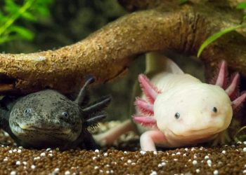 CONFIRMAN PRESENCIA DE AJOLOTES EN LA SIERRA DE ÁLAMOS, SONORA