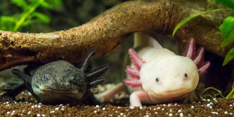 CONFIRMAN PRESENCIA DE AJOLOTES EN LA SIERRA DE ÁLAMOS, SONORA