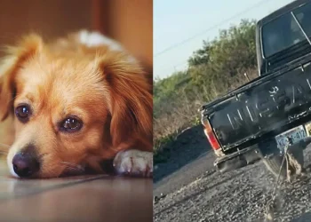 FGJES INVESTIGA A PAREJA EN CIUDAD OBREGÓN POR PRESUNTO MALTRATO ANIMAL