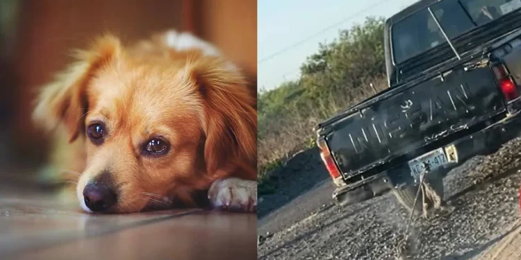 FGJES INVESTIGA A PAREJA EN CIUDAD OBREGÓN POR PRESUNTO MALTRATO ANIMAL