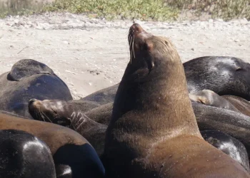 BAHÍA DE LOBOS, REFUGIO NATURAL DE LOBOS MARINOS EN SONORA