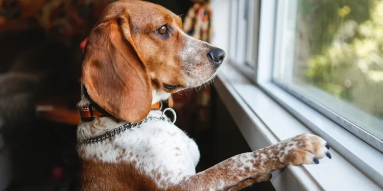 “Este lugar es mío y lo defiendo”: cómo los perros custodian su espacio