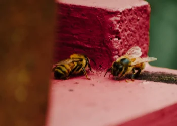 Descubren el mecanismo que regenera las alas de los insectos cuando se dañan