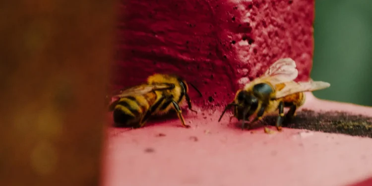 Descubren el mecanismo que regenera las alas de los insectos cuando se dañan