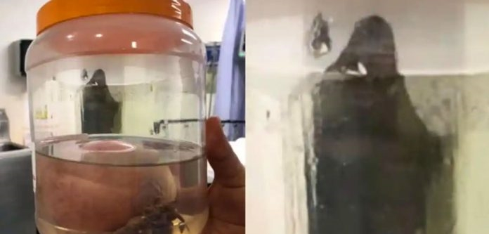 ¡Qué miedo! Se aparece La Muerte en un quirófano de Hermosillo, Sonora