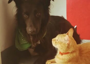 Cómo calmar a perros y gatos con palabras claves