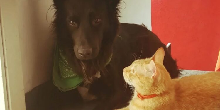 Cómo calmar a perros y gatos con palabras claves