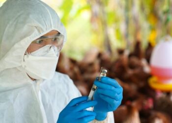 Detectan el primer caso de influenza aviar AH5N1 en el país en un halcón que murió infectado en el Edomex