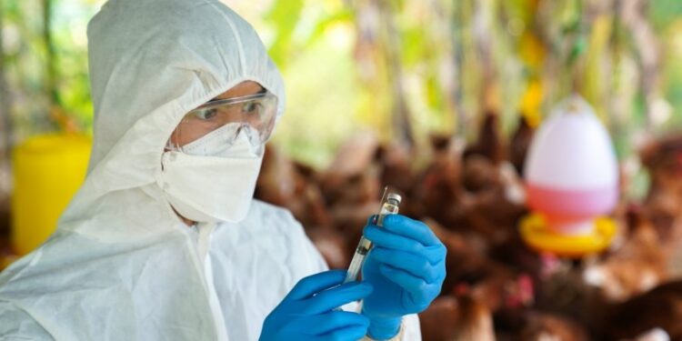 Detectan el primer caso de influenza aviar AH5N1 en el país en un halcón que murió infectado en el Edomex