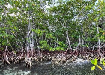 Manglares de México en peligro climático
