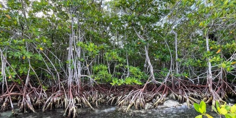 Manglares de México en peligro climático