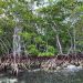 Manglares de México en peligro climático