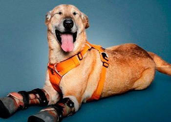 Pay de limón, el perrito que sobrevivió al narco