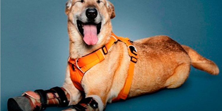 Pay de limón, el perrito que sobrevivió al narco