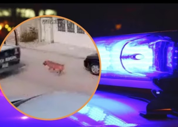 Registraron a policías arrastrando a un perrito por la calle