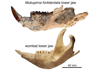 Hallan fósiles de dos marsupiales australianos de 25 millones de años