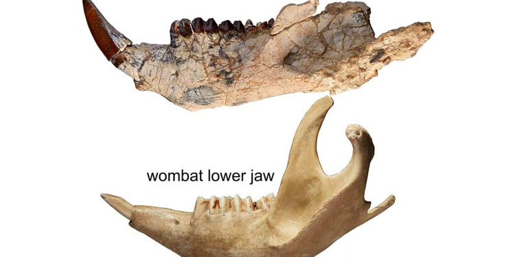 Hallan fósiles de dos marsupiales australianos de 25 millones de años