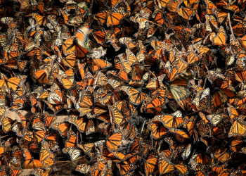 Superficie ocupada por la mariposa monarca en México se reduce un 22 %