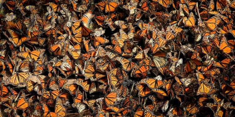Superficie ocupada por la mariposa monarca en México se reduce un 22 %