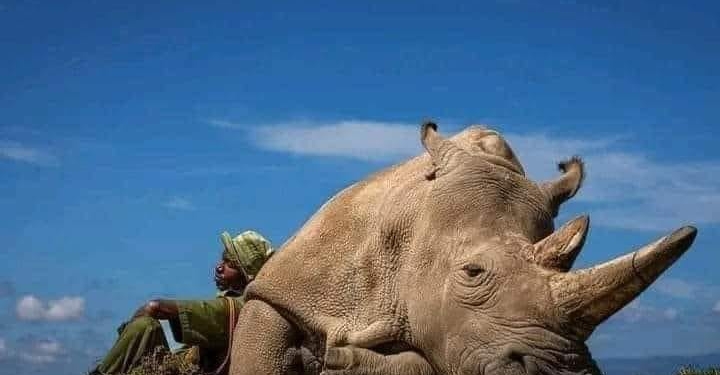 Triste fotografía, los últimos Rinocerontes del mundo